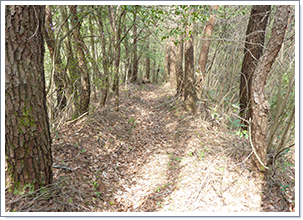 登山道