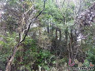 北空堀から主郭