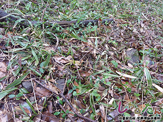主郭井戸跡は石組か