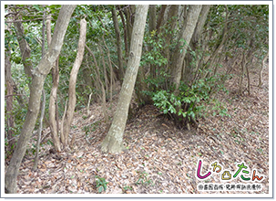 八幡成の土塁