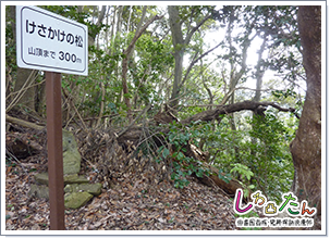 案内看板はあれど松は見えない